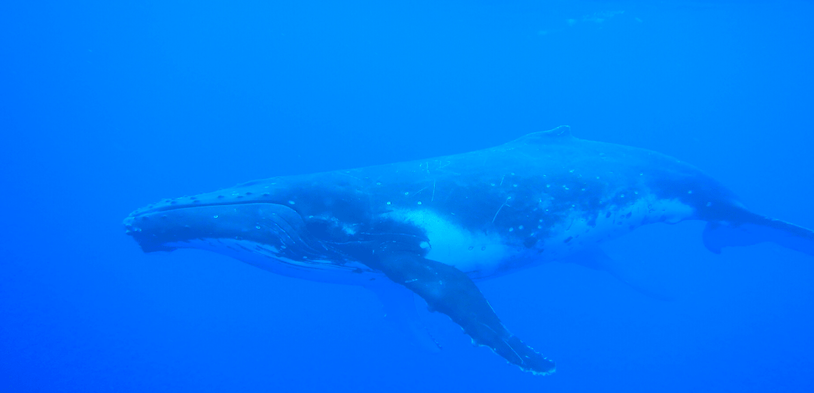 https://tahititourisme.kr/wp-content/uploads/2018/03/mooreaactivitiescenterwhaleswatching_1140x5502-min.png