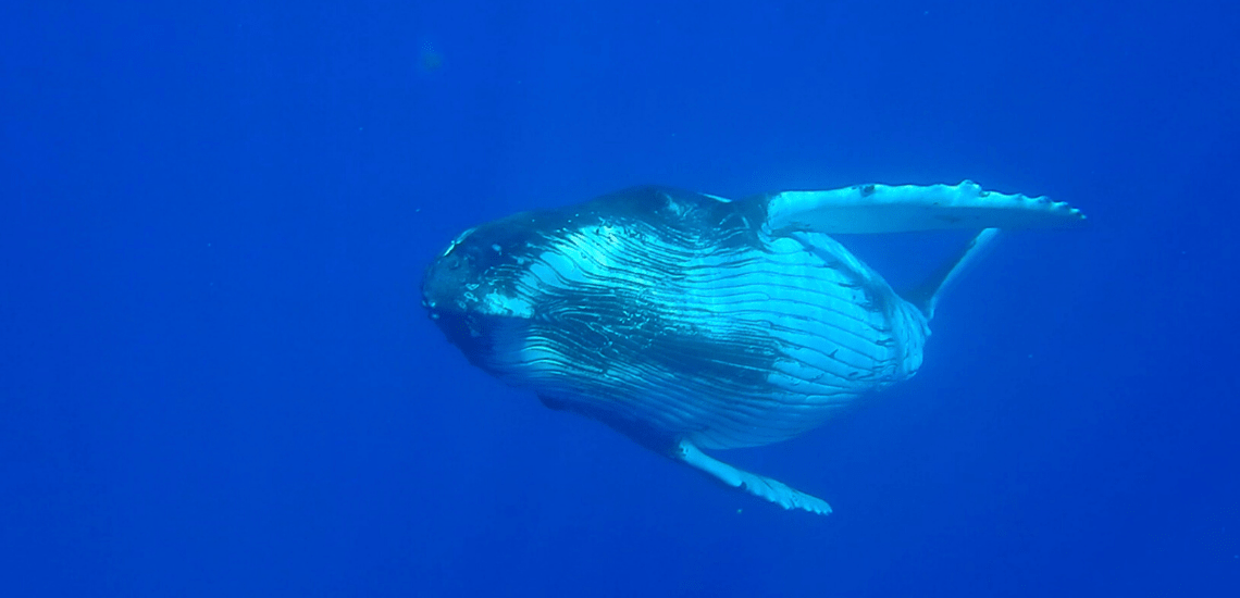 https://tahititourisme.kr/wp-content/uploads/2018/03/mooreaactivitiescenterwhaleswatching_1140x5503-min.png