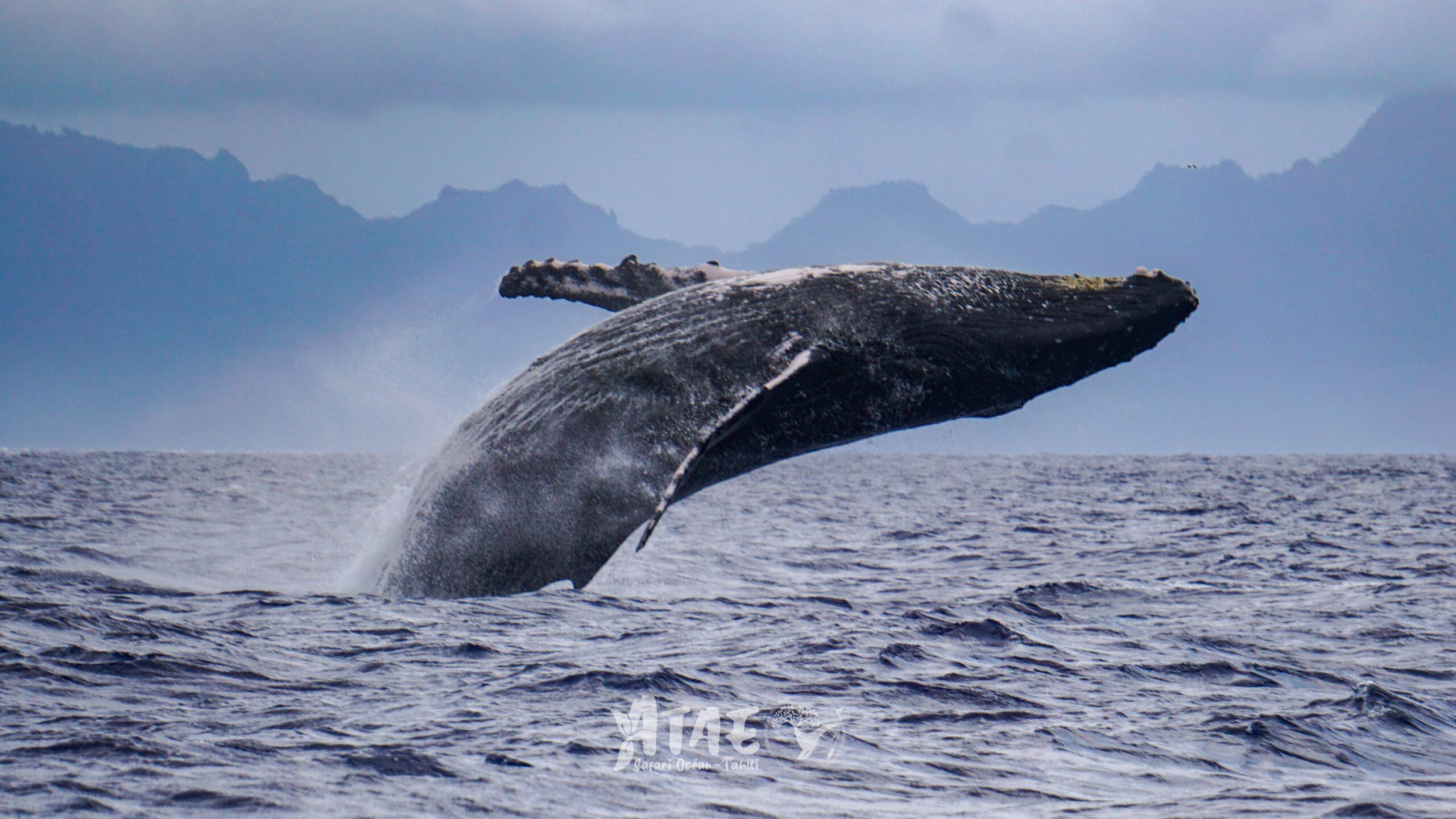 https://tahititourisme.kr/wp-content/uploads/2024/01/ATAE-Safari-Ocean-Tahiti-Whales-watching-Rencontre-avec-les-baleines-13-min-scaled.jpg